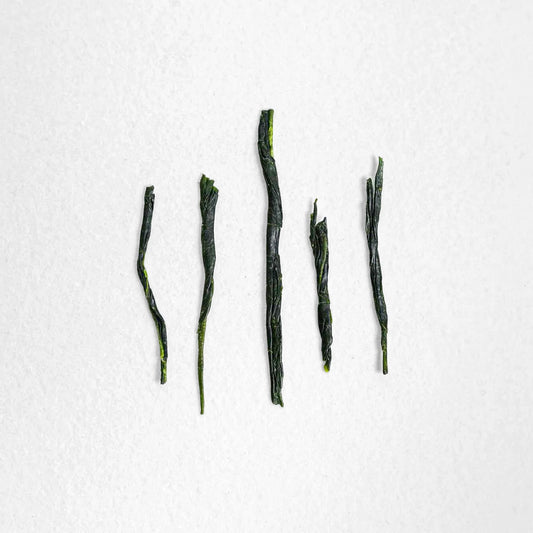 SENCHA ⫸ 🇯🇵JPN